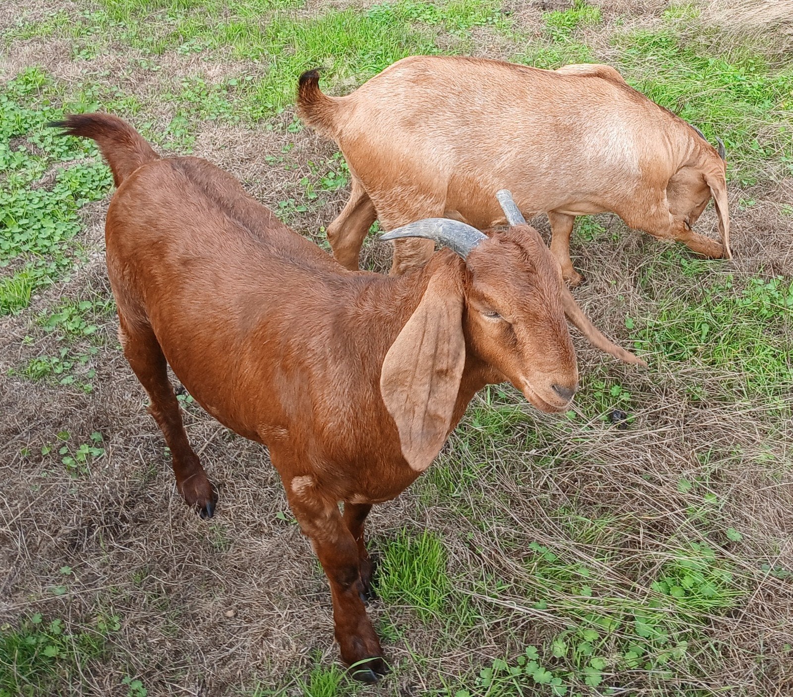 Boergeiten te koop, Meerdere dieren, Geit