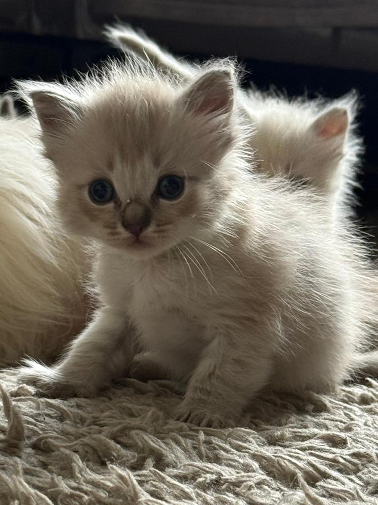 Super lieve Ragdoll kittens - met de fles groot gebracht 💞, Dieren en Toebehoren, Katten en Kittens | Raskatten | Langhaar, Meerdere dieren