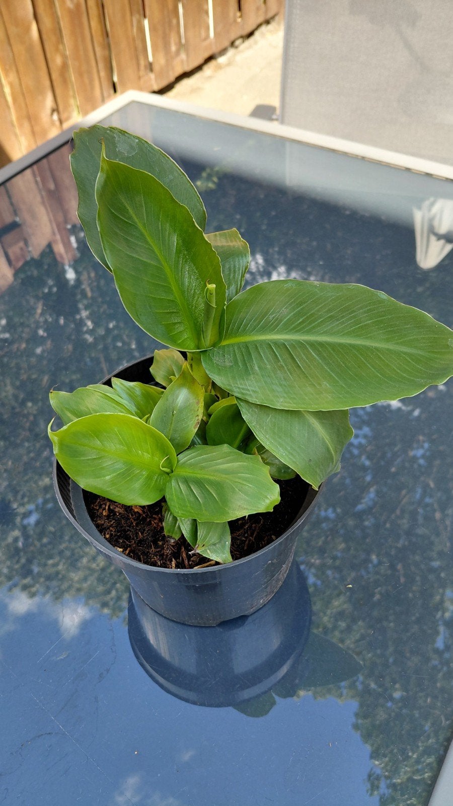 mooie bananen plant met veel jonge stekjes, Ophalen of Verzenden, Overige soorten, Volle zon