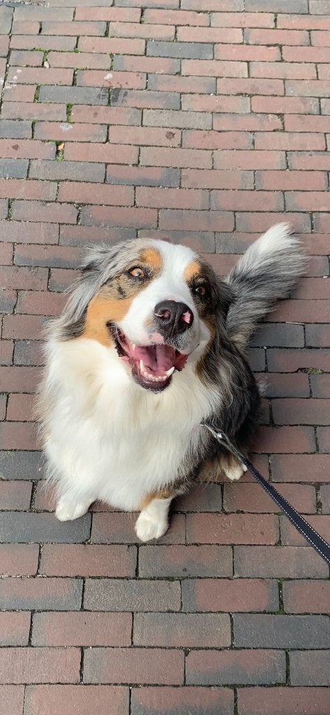 Filou's Aussies: Nog 4 Australische Herder pups beschikbaar!, België, Particulier, 8 tot 15 weken, Parvo