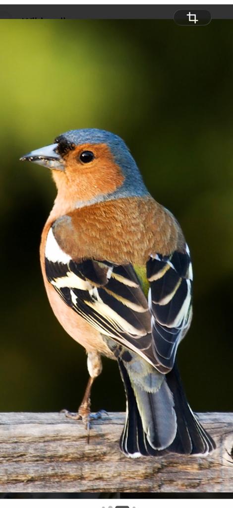 Mooie vink man, Dieren en Toebehoren, Mannelijk, Geringd