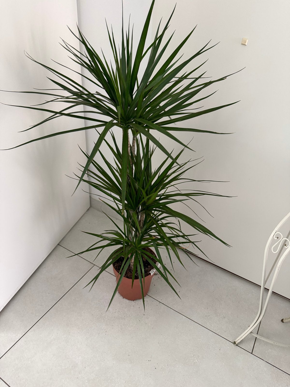 Grote Dracaena Marginata - Elegante Kamerplant, Overige soorten, In pot, 150 tot 200 cm, Groene kamerplant