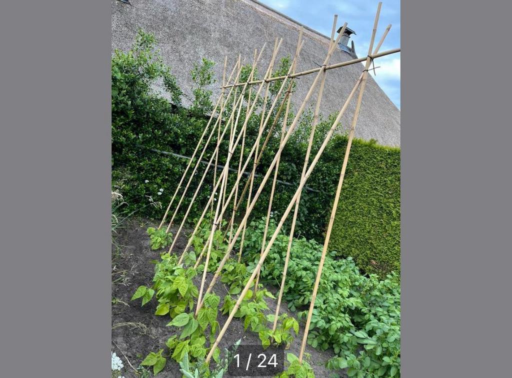 Bonenstokken bamboestok tonkin moestuin plantensteun, Tuin en Terras, Gerard Krale, Nieuw, Ophalen of Verzenden, Info@gkrale.nl