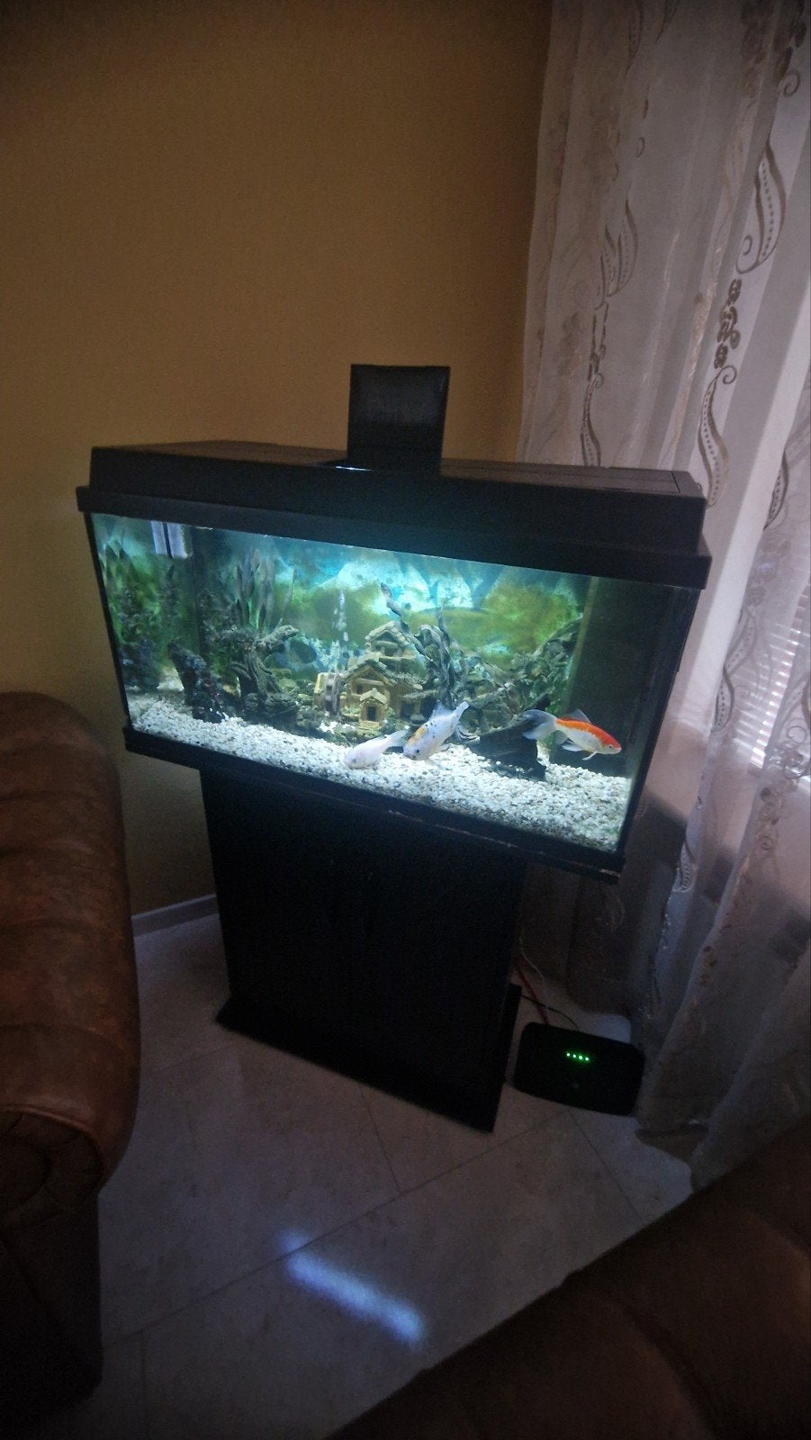 Compleet Aquarium 80 cm breed en 50 cm hoog, Dieren en Toebehoren, Vissen | Aquaria en Toebehoren, Ophalen, Aquariummeubel, Inclusief vissen