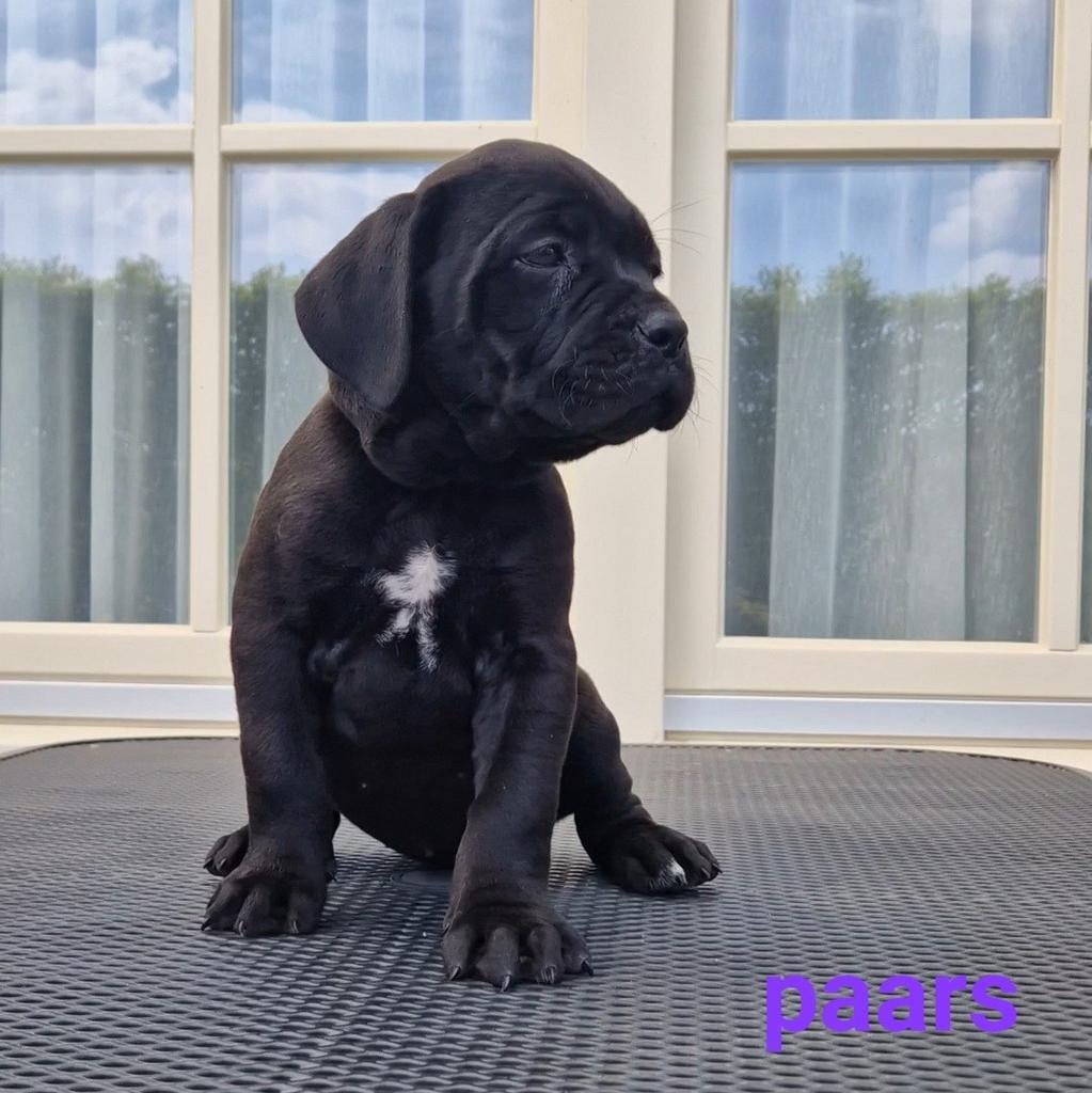 Cane Corso x Bordeaux Dog PUPS - nog 1 teefje!, Overige rassen, 8 tot 15 weken, Meerdere, Meerdere dieren