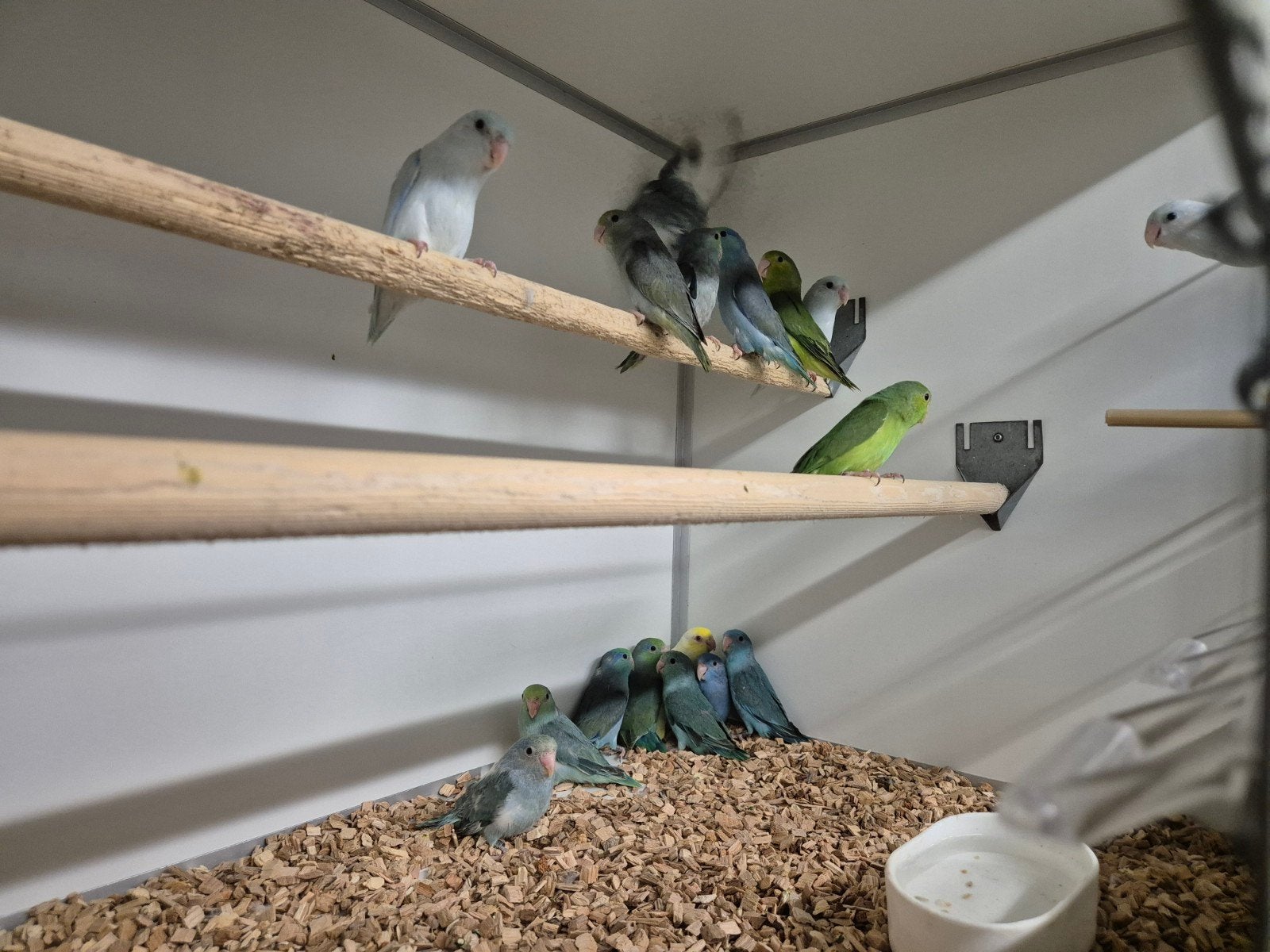 Gezocht agapornissen, parkieten en papegaaien, Dieren en Toebehoren, Meerdere dieren, Parkiet