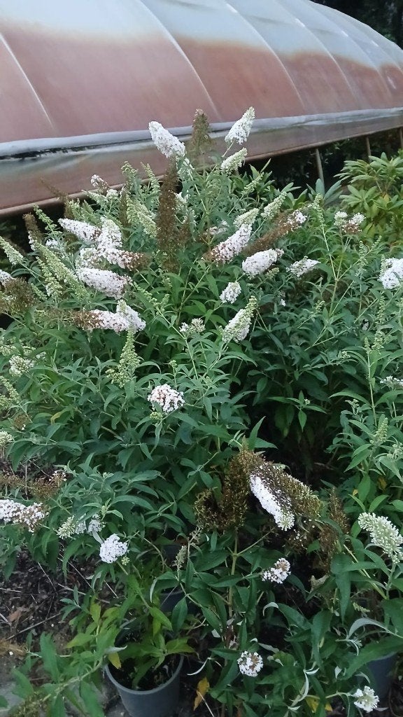 Buddleya davidii wit / roze / blauw ACTIE!!! NU €2,50, Volle zon, Vaste plant, Zomer, Ophalen