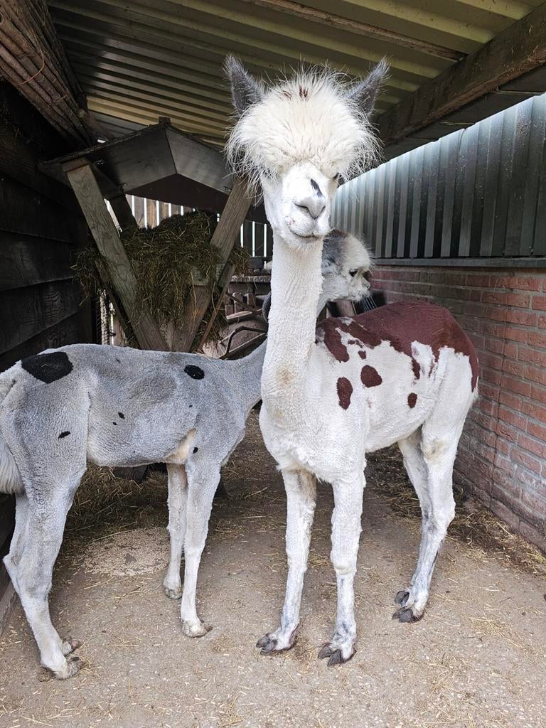 Alpaca dekhengsten te huur, Januari, Mannelijk
