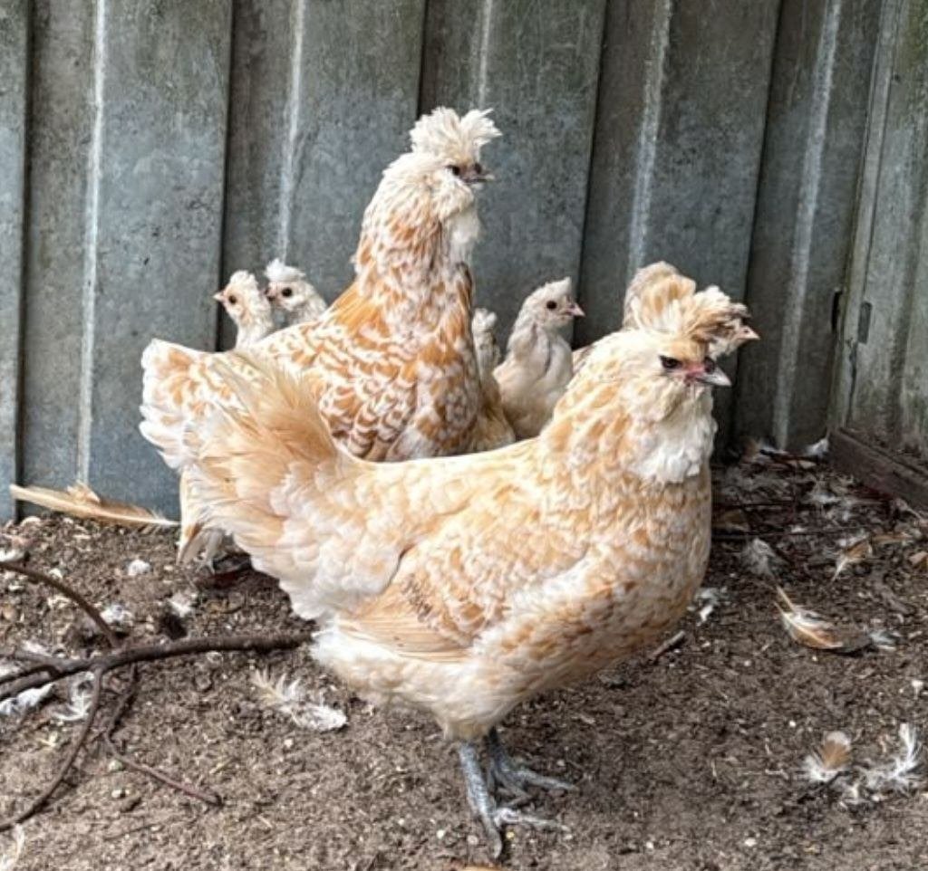 Kuikens geelwitgetoepte Brabanter, Dieren en Toebehoren, Meerdere dieren, Kip