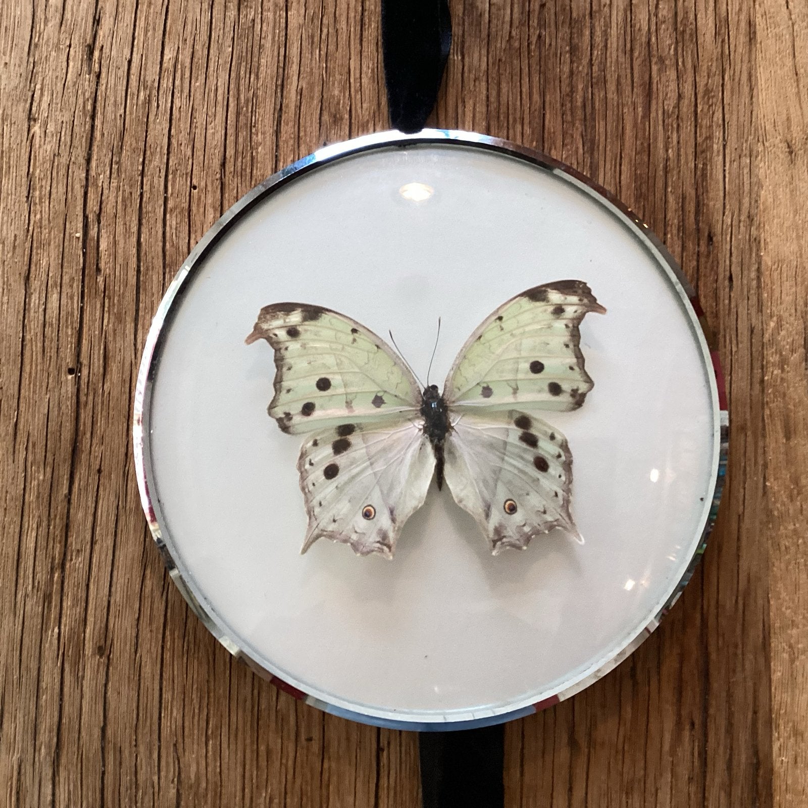 Geprepareerde vlinder in zilverkleurige ronde lijst, Ophalen of Verzenden, Zo goed als nieuw, Insect