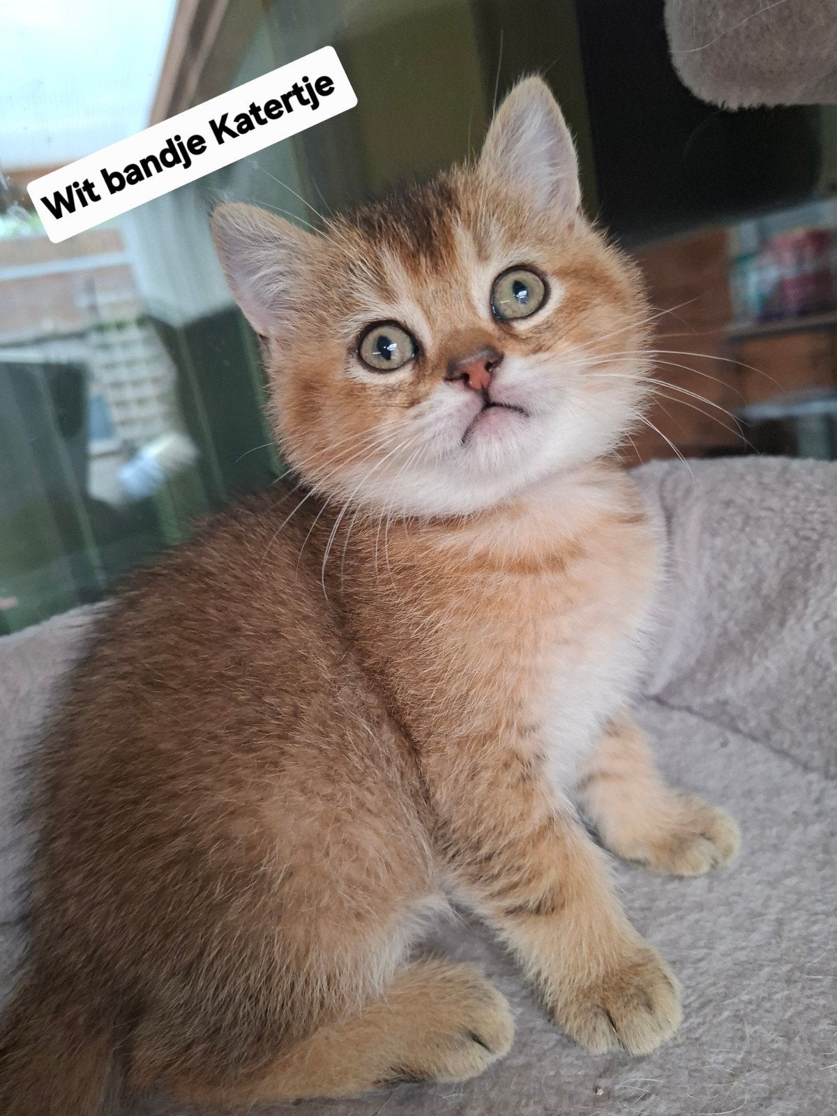Britse Korthaar Golden Shaded kittens, Dieren en Toebehoren, Katten en Kittens | Raskatten | Korthaar, Kater, Ontwormd, 0 tot 2 jaar