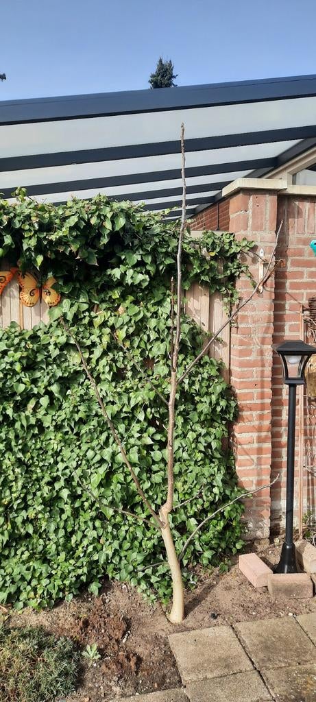 Biologische walnotenboom 4,5 jaar oud., Tuin en Terras, Ophalen, Volle zon, Overige soorten, 100 tot 250 cm