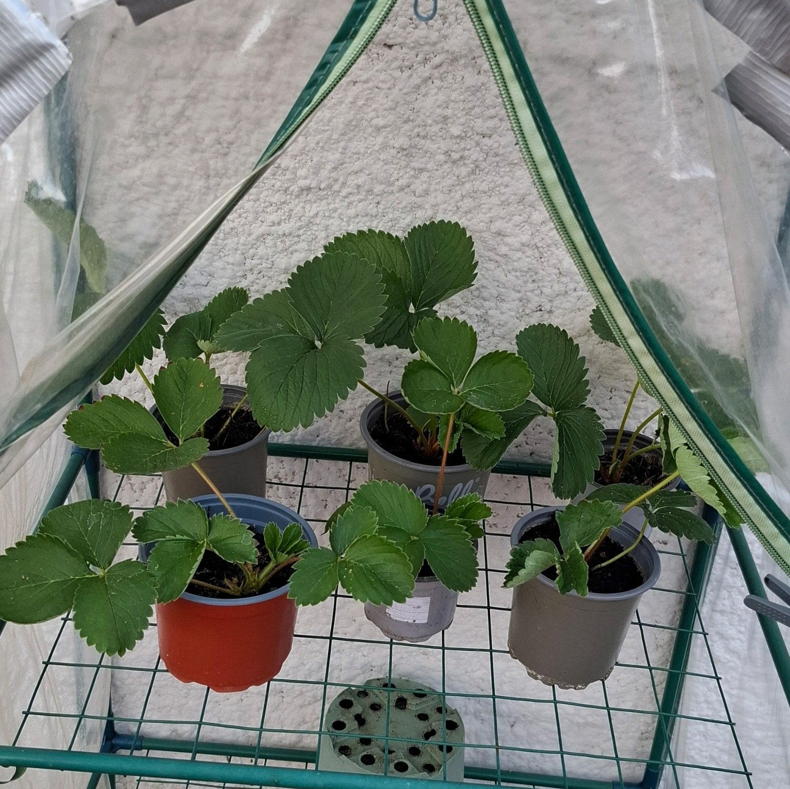 planten, Ophalen, Volle zon