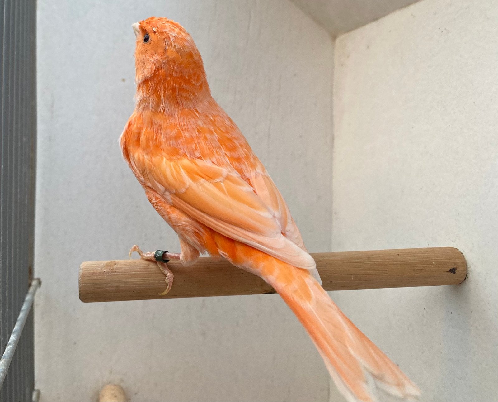Oranje kanarie, Mannelijk, Kleurkanarie