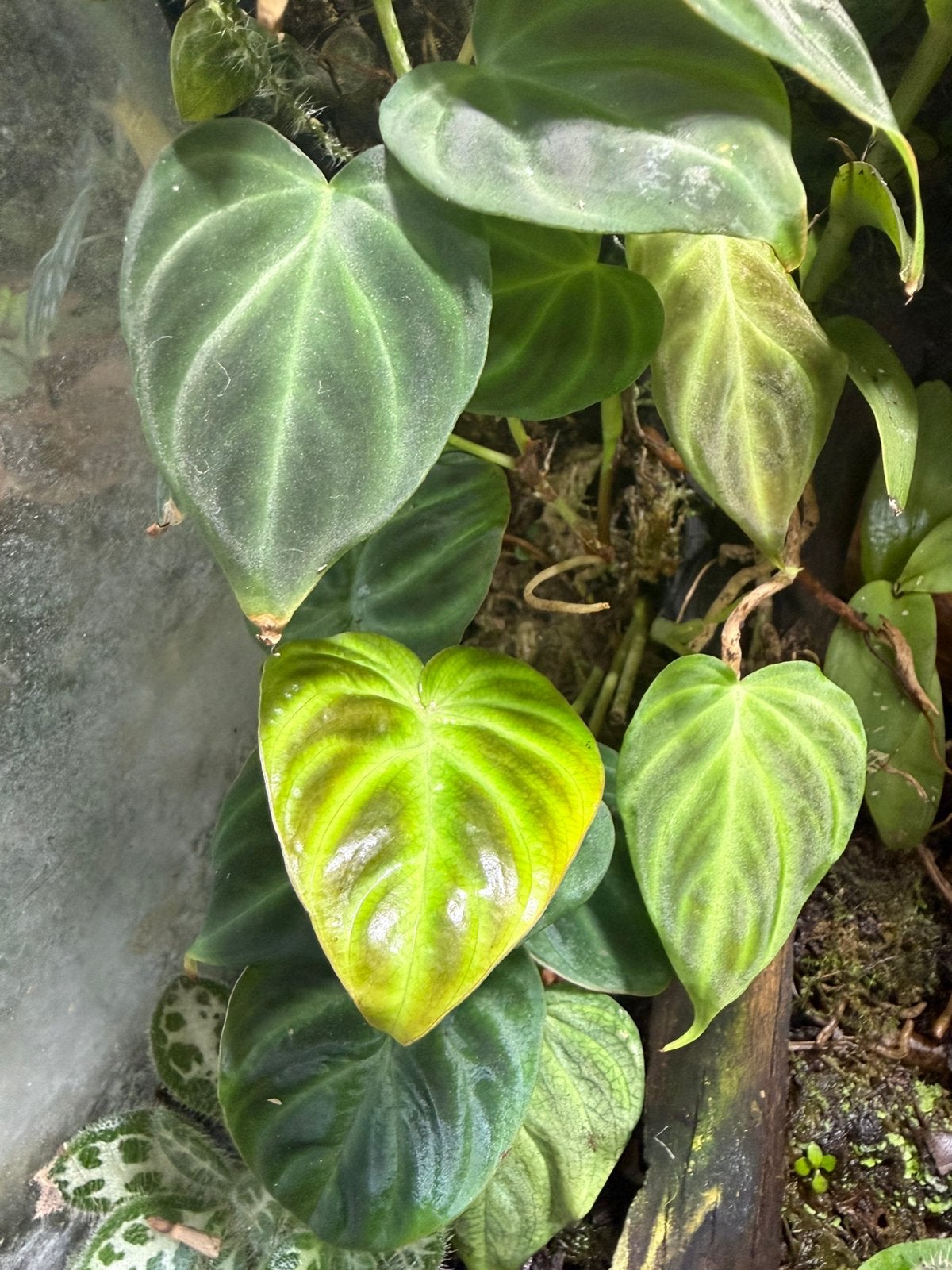 Philodendron Verrucosum "mini" plant stek, Huis en Inrichting, Ophalen of Verzenden, Ficus, Halfschaduw, Minder dan 100 cm