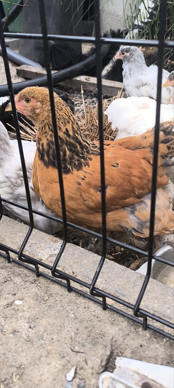 16 brahma groothoender, Dieren en Toebehoren, Meerdere dieren, Kip