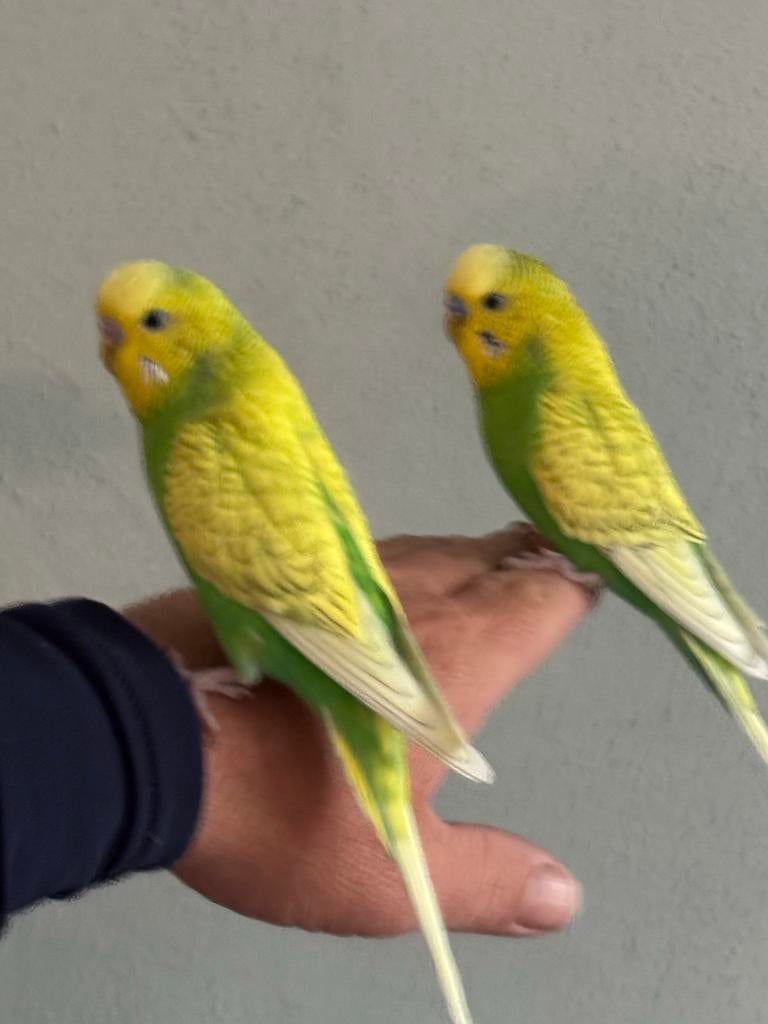 Tamme parkeren te koop, Meerdere dieren, Parkiet