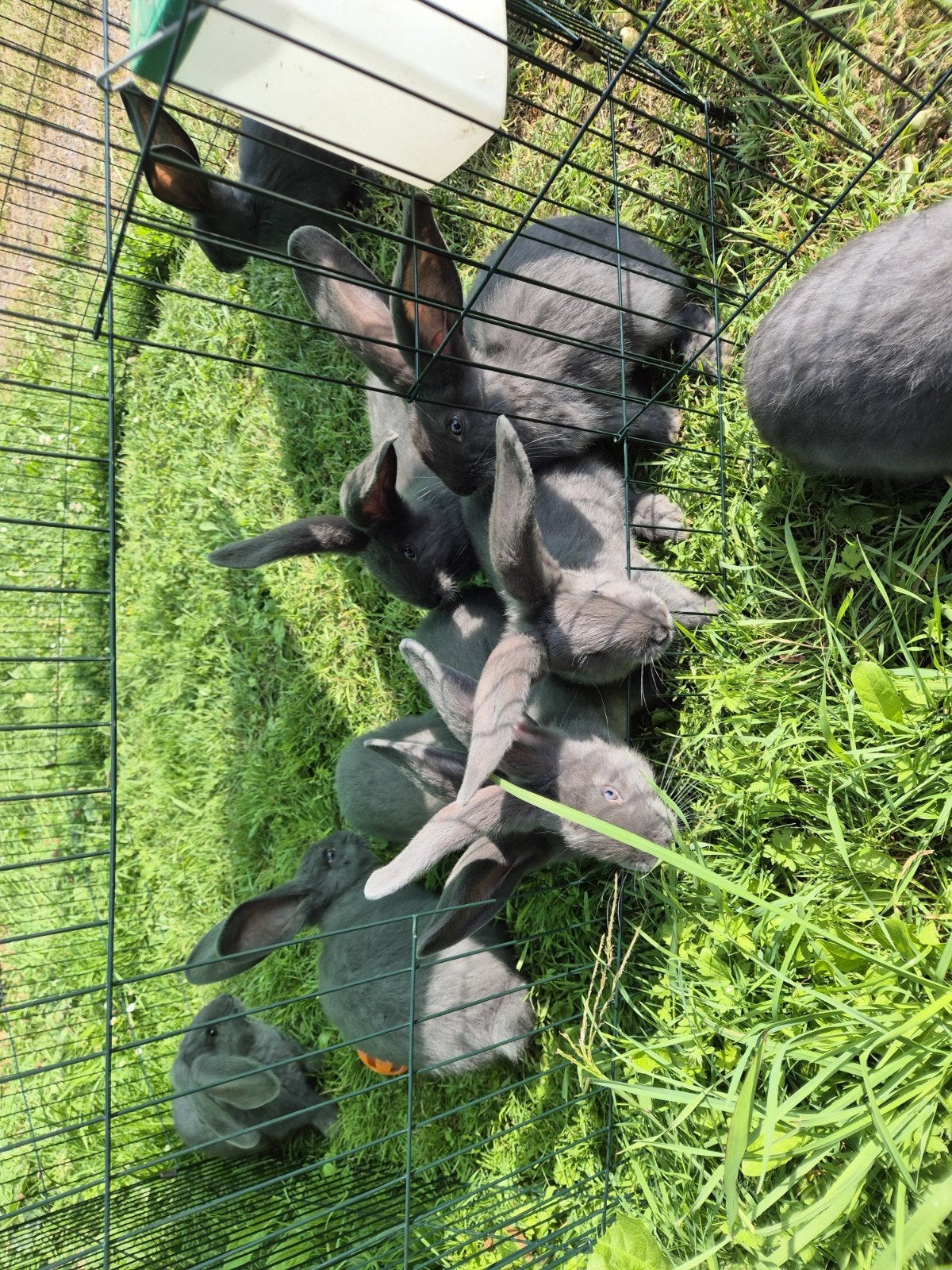 Blauwe Vlaamse reus, Meerdere dieren, Groot