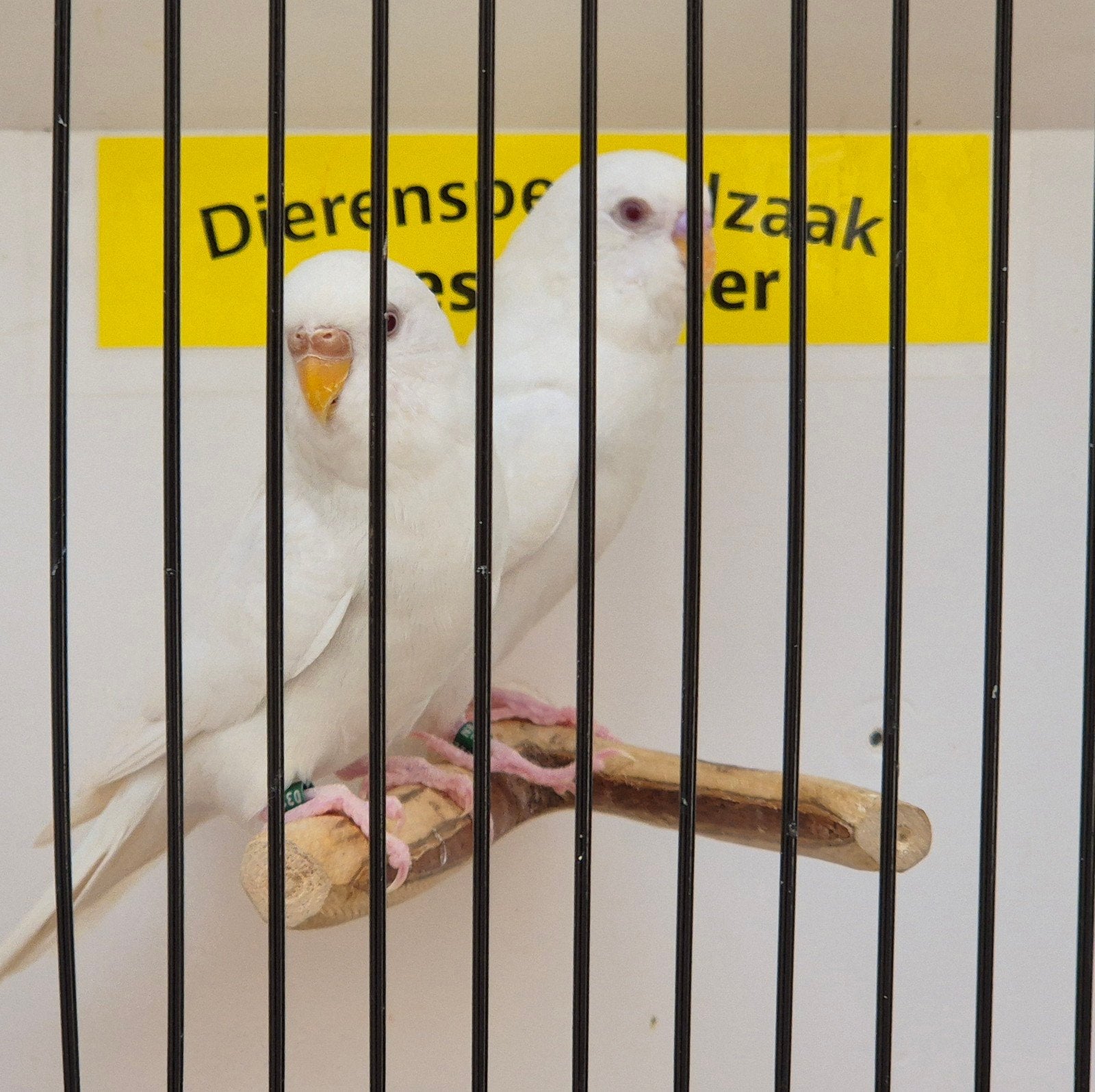 koppel witte grasparkieten, Meerdere dieren, Parkiet, Geringd
