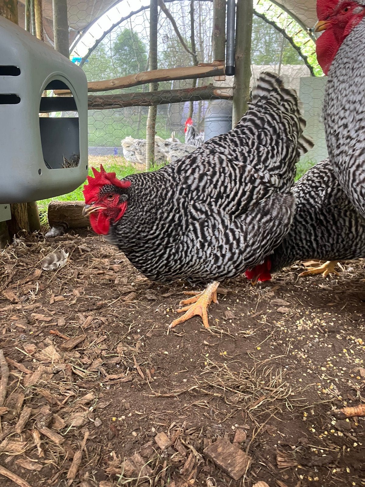 Amrock broedeieren, Dieren en Toebehoren, Pluimvee, Geslacht onbekend, Kip