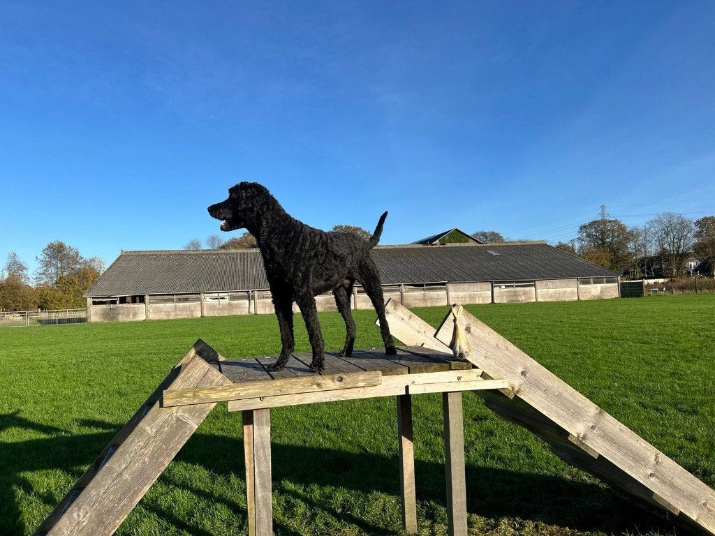 GOLDENDOODLE PENSIOEN VOOR HULPHOND, 6 jaar of ouder, Parvo, Nederland, Eén hond