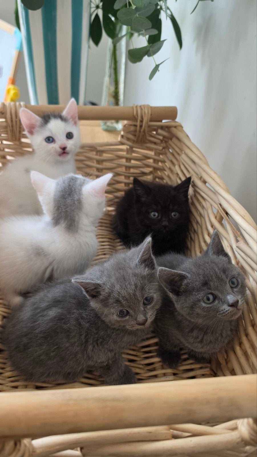 kittens van Brits korthaar moeder, Dieren en Toebehoren, Katten en Kittens | Overige Katten, Kater