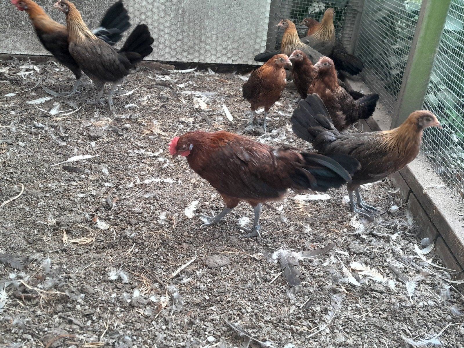 Fries hoen roodpel 1 haan en 3 hennen, Dieren en Toebehoren, Meerdere dieren, Kip