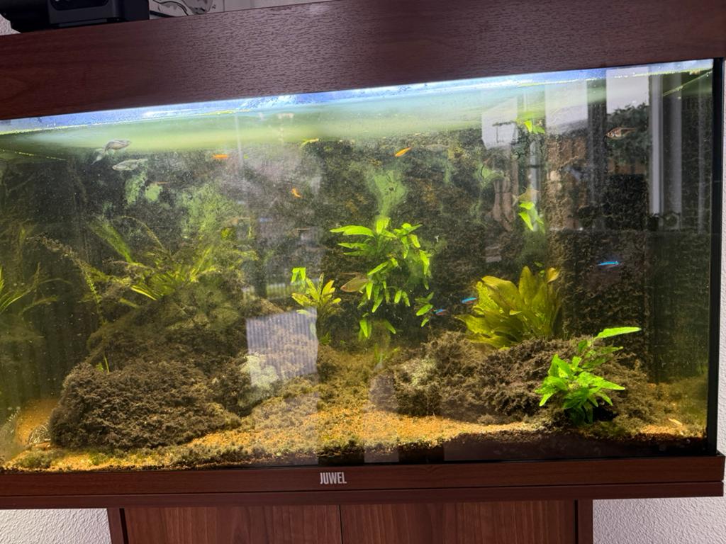 Aquarium 120 liter van Juwel. Inclusief alle toebehoren, Vis, Zoetwatervis
