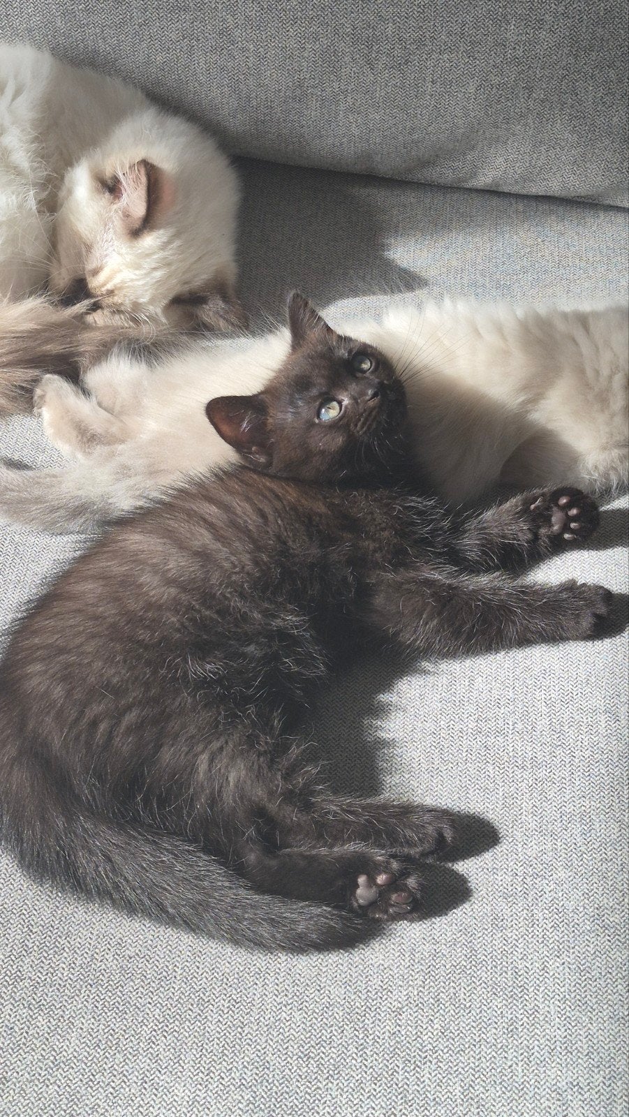 ragdoll x britsekorthaar kittens mogen het nest verlaten, Meerdere dieren, Ontwormd