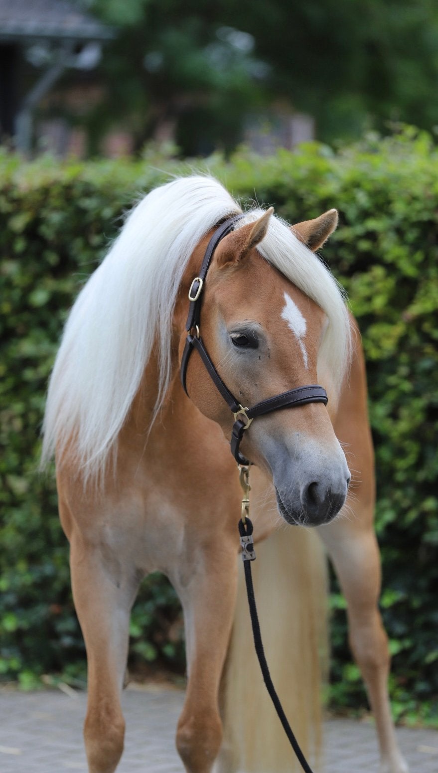 Haflinger liefhebbers opgelet!” merrie, 2022, circa 155 cm, Merrie, 3 tot 6 jaar