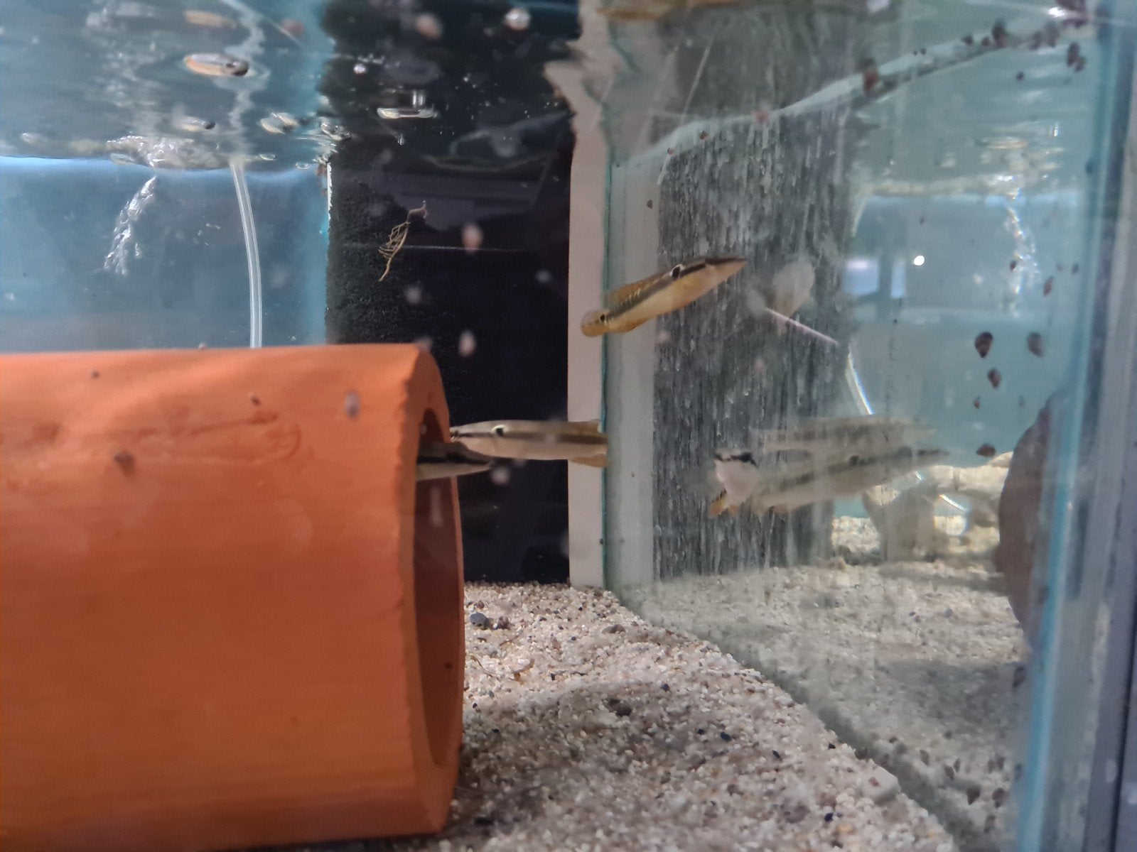 Crenicichla Zebrina, Vis, Zoetwatervis