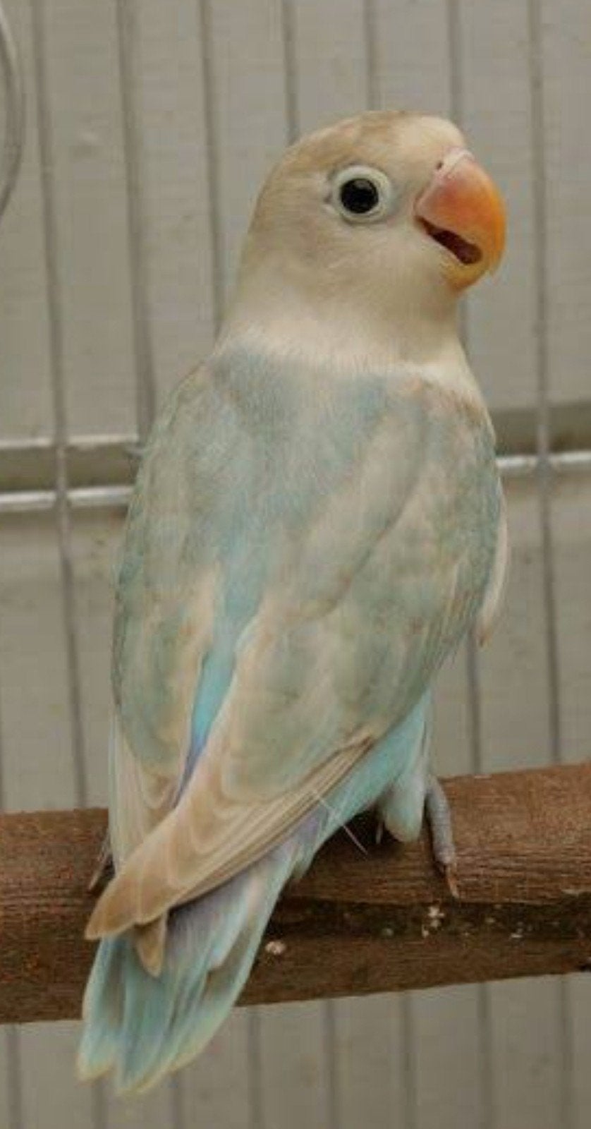 prachtige brr agapornis fischeri pastel, Meerdere dieren, Dwergpapegaai of Agapornis