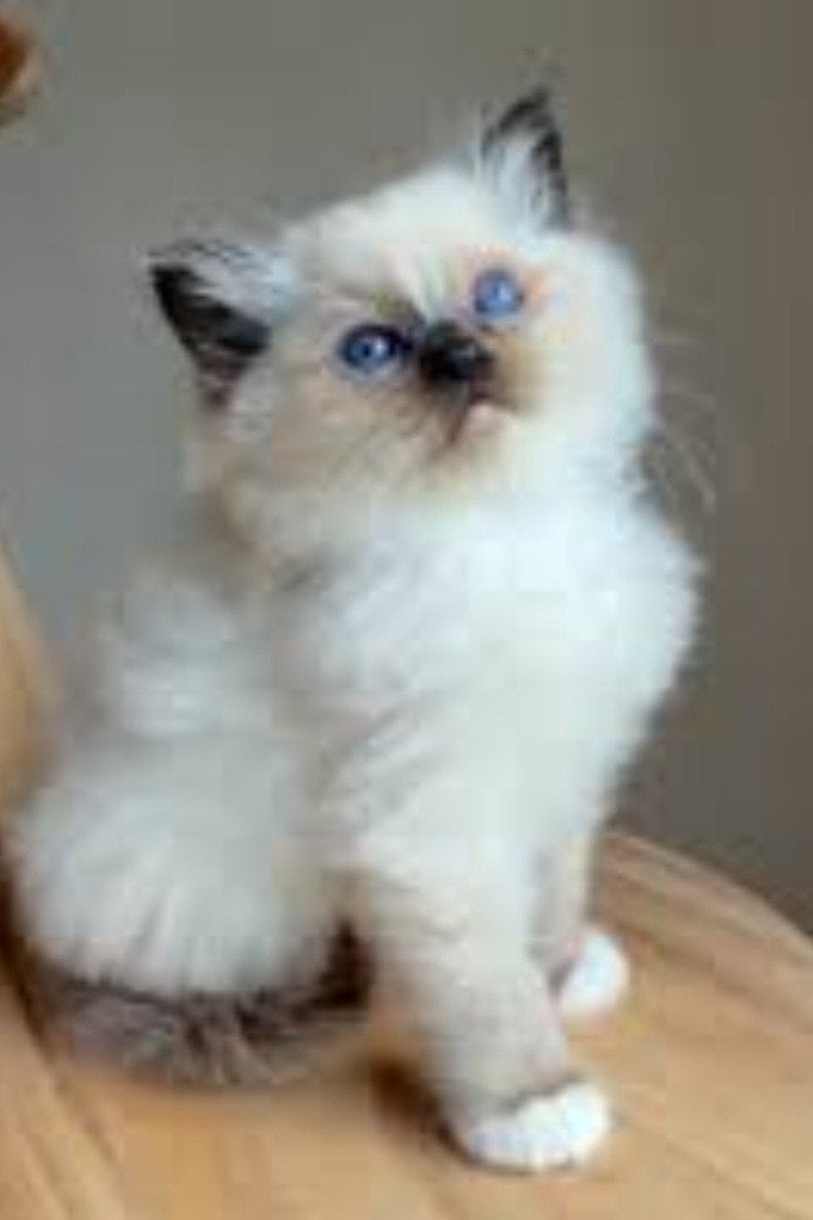 Ragdoll-kittens zoeken een liefdevol huis!, Meerdere dieren, Langharig, 0 tot 2 jaar