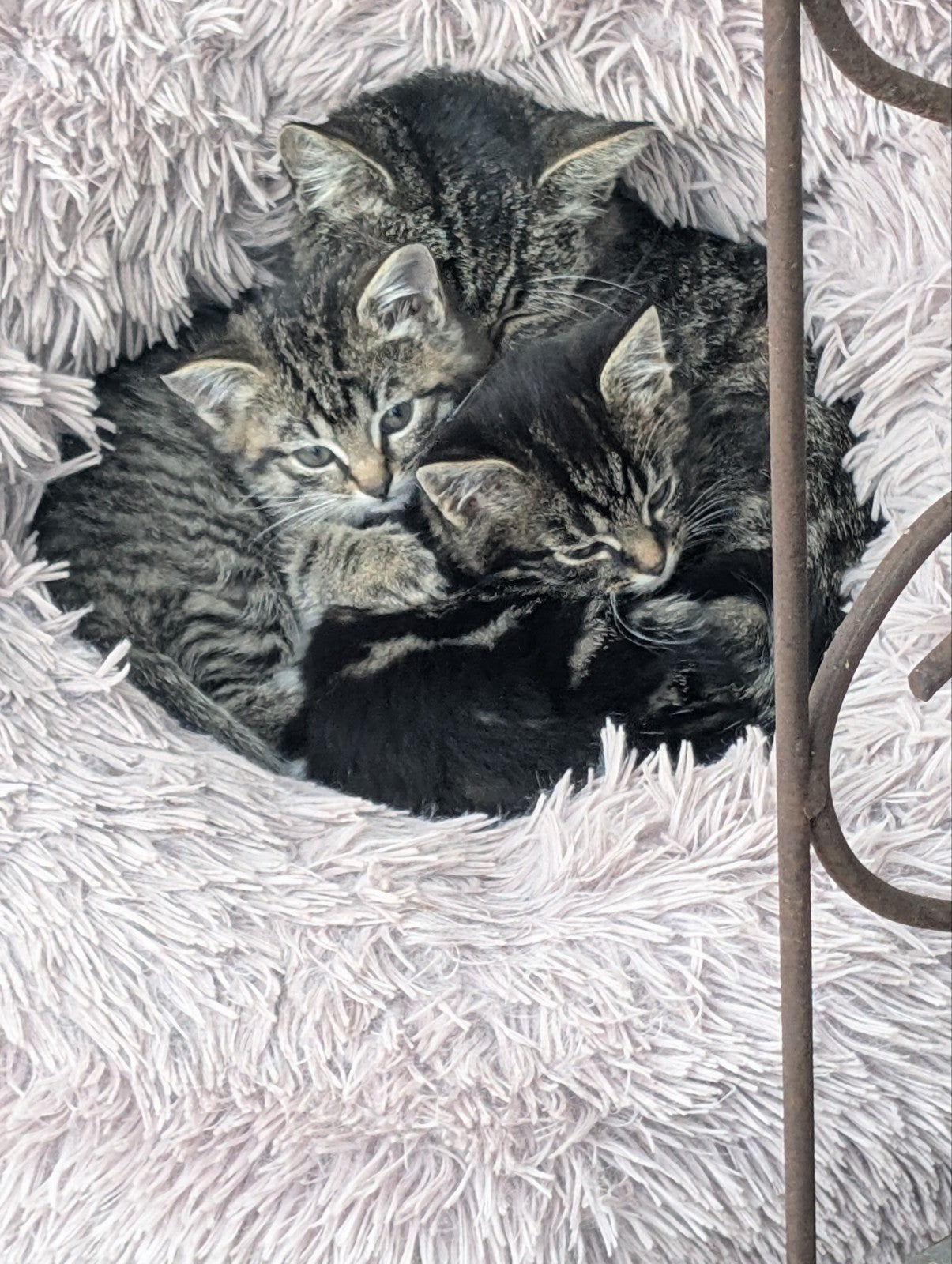nog 1 kitten te koop. De lichtgrijze, Dieren en Toebehoren, Geslacht onbekend