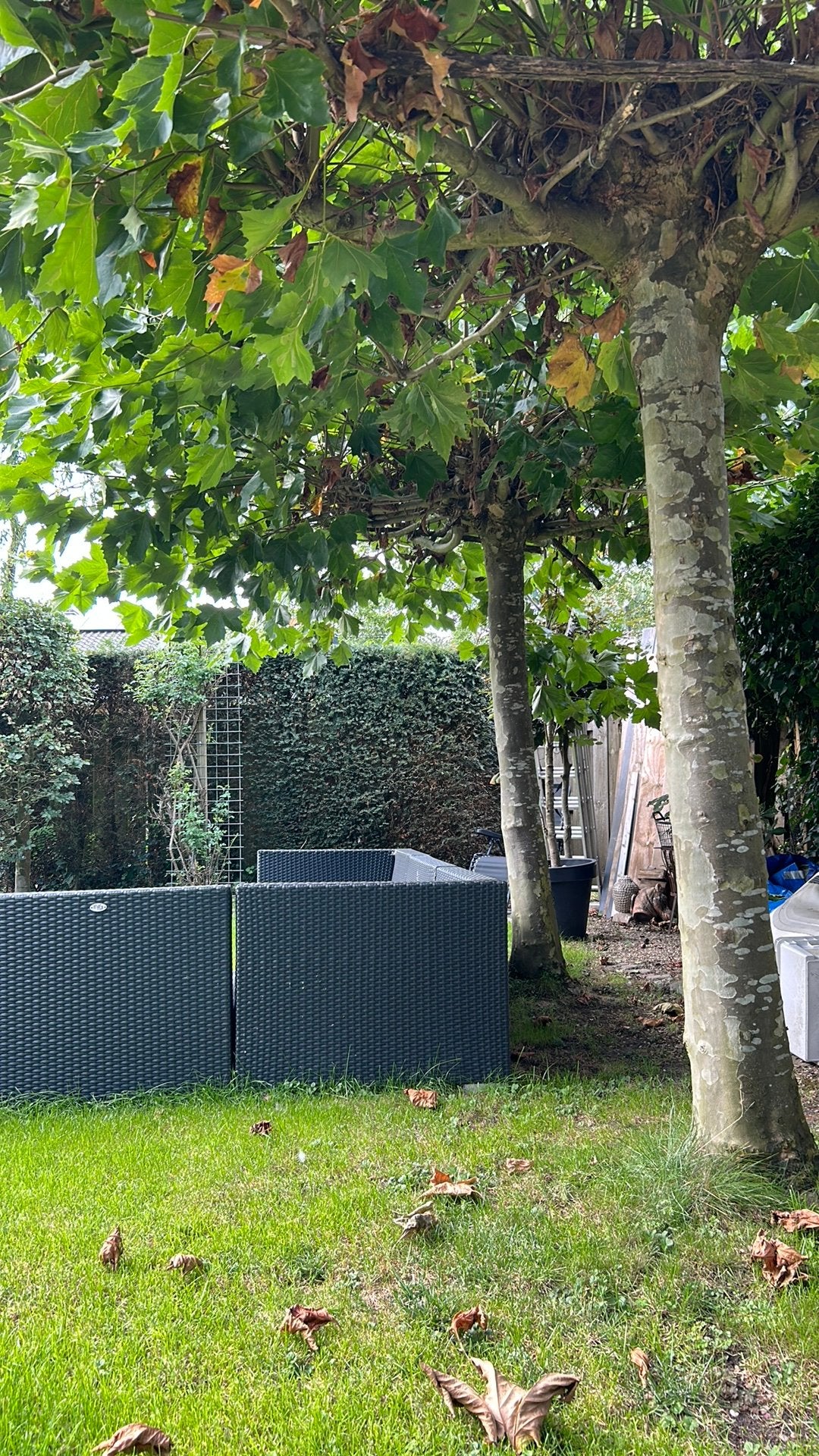 2 grote dakplatanen aangeboden, Tuin en Terras, Ophalen, Volle zon, Overige soorten