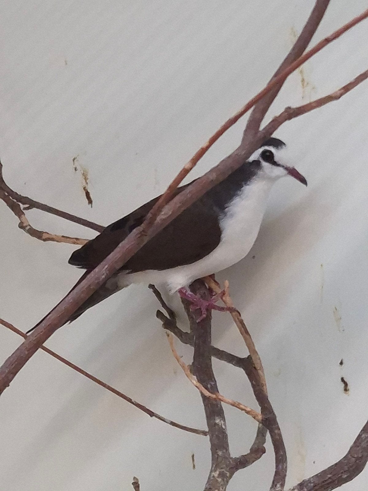 3-3 Tamboerijn duifjes, Dieren en Toebehoren, Meerdere dieren, Tropenvogel, Geringd