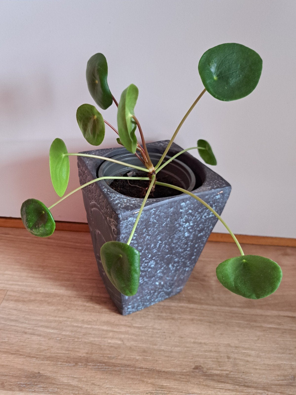 Pannenkoekplant, Huis en Inrichting, Kamerplanten, Ophalen, Halfschaduw, Minder dan 100 cm
