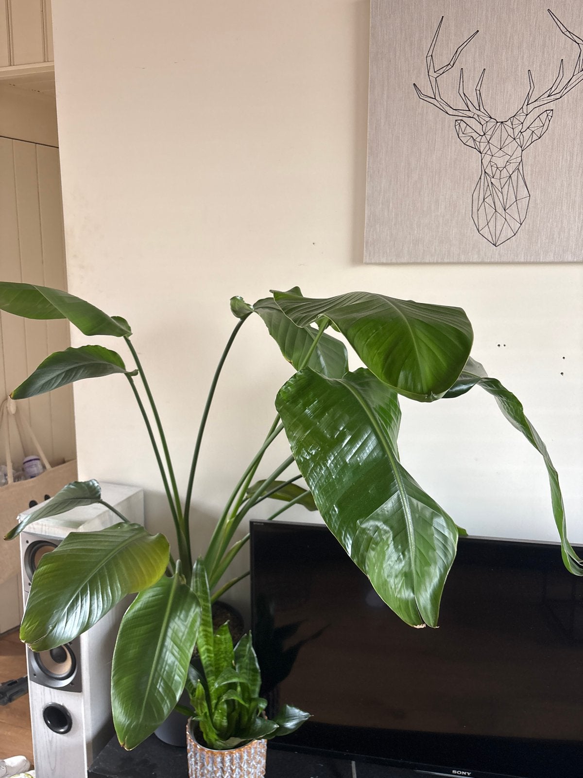 Grote Strelitzia Nicolai op hydrocultuur, Ophalen, Overige soorten, In pot, 150 tot 200 cm