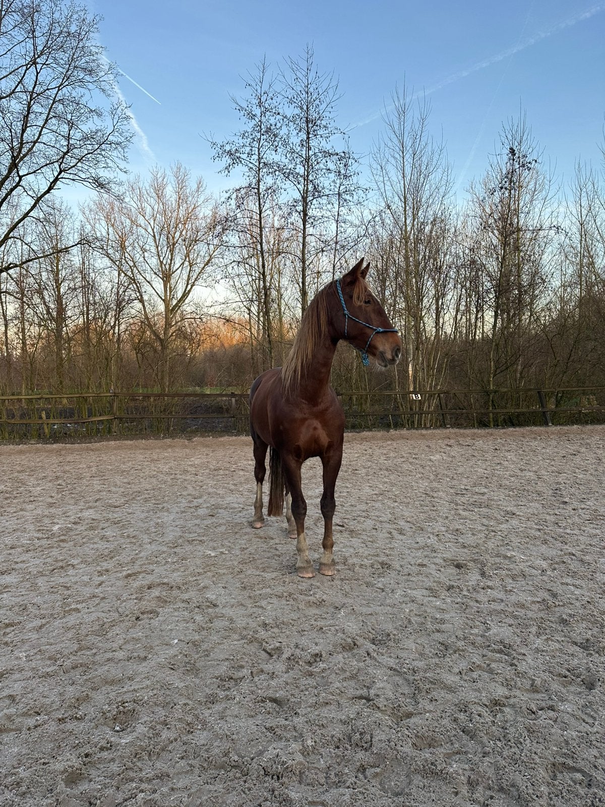 Kwpn Merrie 2018 1.70cm, Ophalen