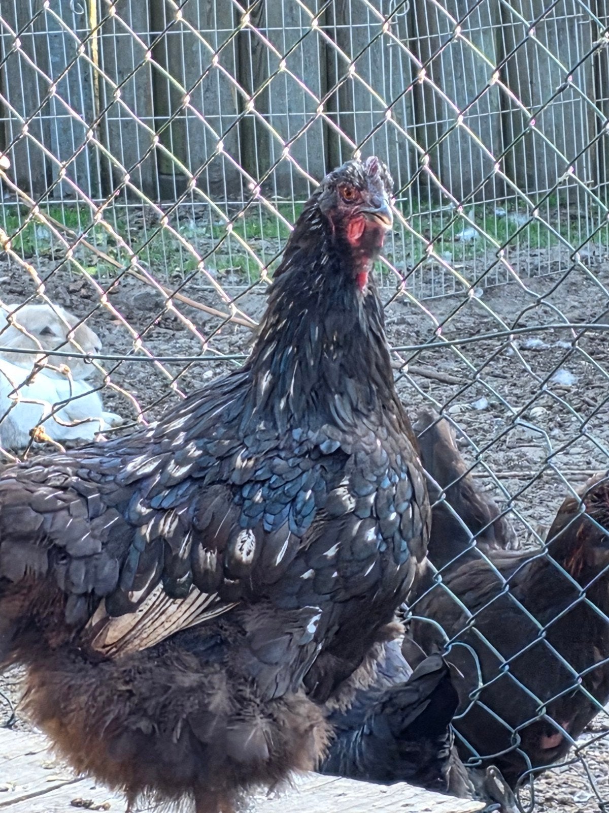 2 orpington's hennen, Dieren en Toebehoren, Pluimvee, Vrouwelijk, Kip