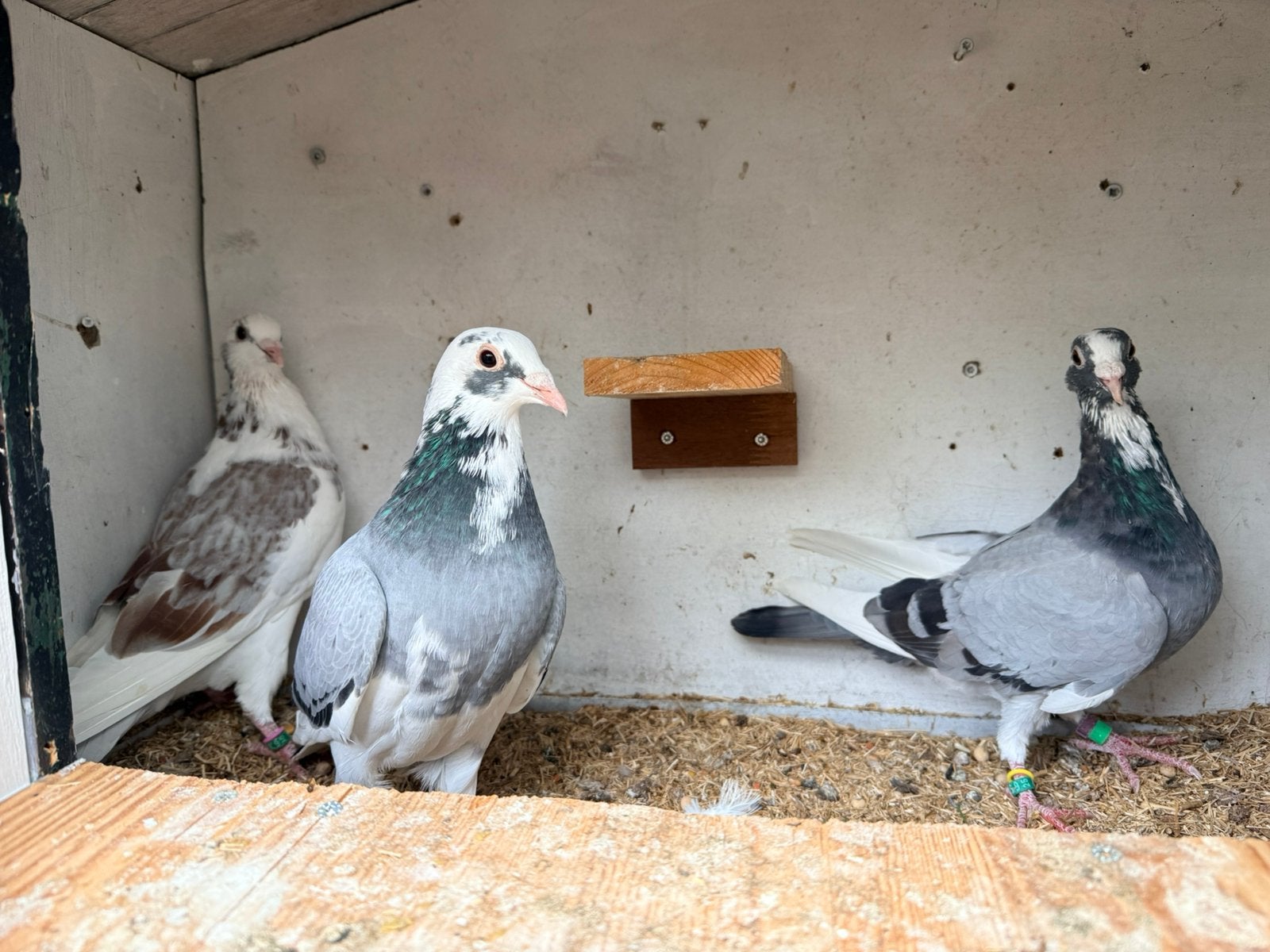 Jonge kleurpostduiven, Dieren en Toebehoren, Meerdere dieren, Postduif
