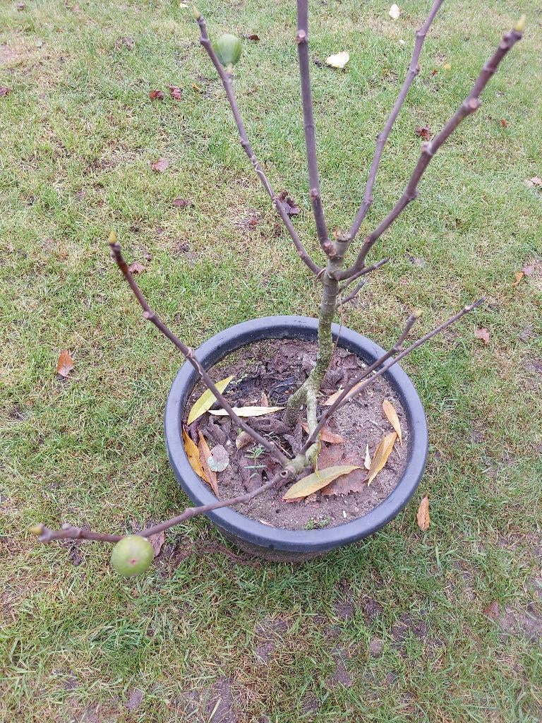 Vijg vijgenboom Ficus Carica biologisch, Tuin en Terras, Minder dan 100 cm, Lente, Volle zon, Ophalen of Verzenden