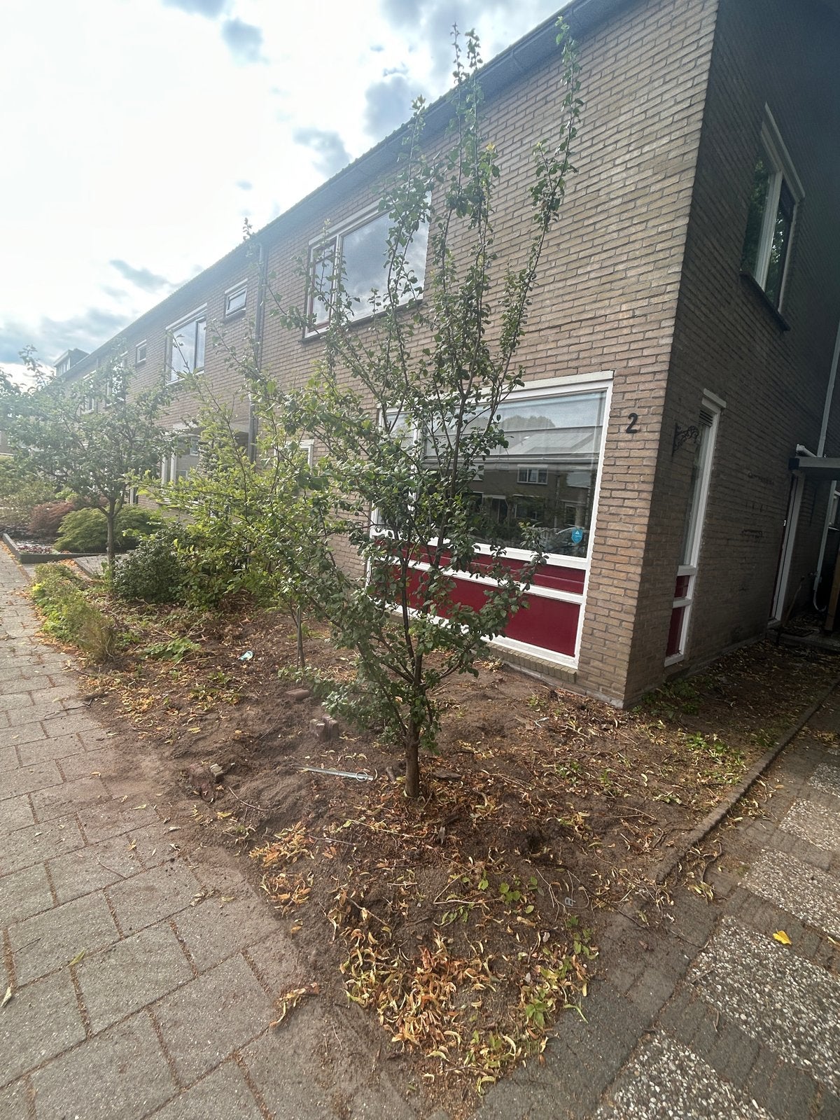 Pruimenboom en Appelboom - Jonge Fruitbomen, Lente, Volle zon, Ophalen of Verzenden, Pruimenboom