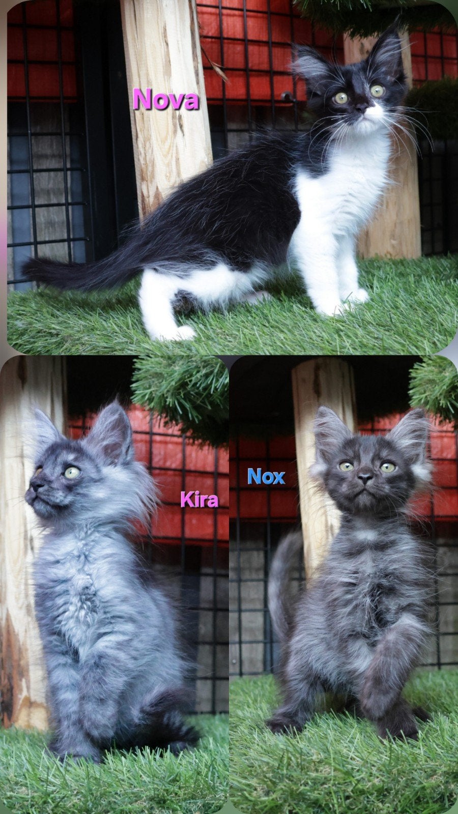 Prachtige Maine Coon x American Ringtail kittens (Zeldzaam!), Meerdere dieren, Ontwormd, 0 tot 2 jaar