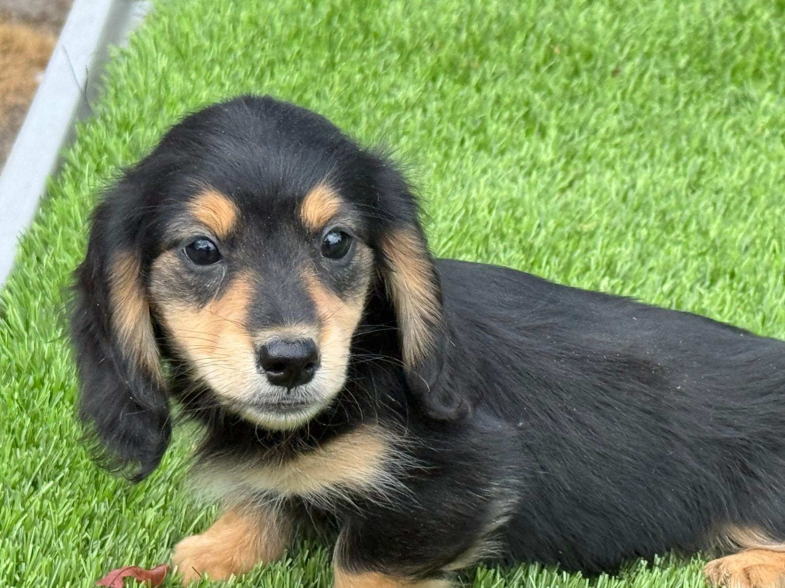 Langhaar langharige dwerg teckel creme & tan merle pups, Dieren en Toebehoren, Honden | Teckels en Dashonden, Meerdere dieren