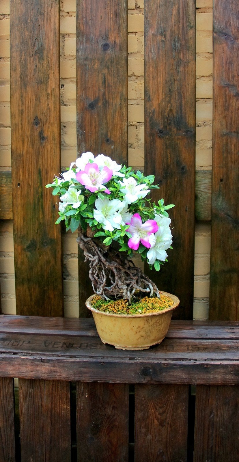 Satsuki Azalea Aikoku bonsai neagari, Ophalen, Overige soorten, Volle zon