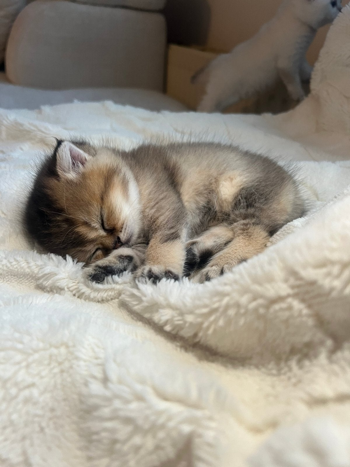 Golden British langhaar & korthaar kittens 😍, Meerdere dieren, Ontwormd