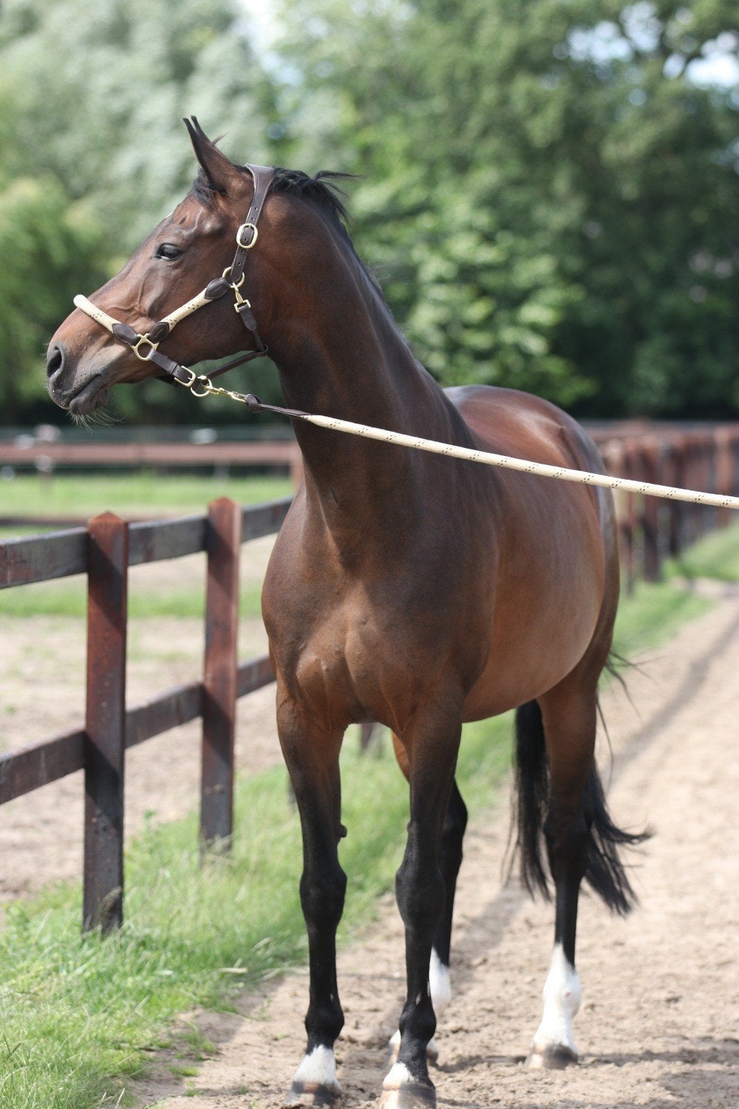 Lieve 14-jarige merrie zoekt een nieuw huis (projectpaard!), Merrie, M, Dressuurpaard, 11 jaar of ouder