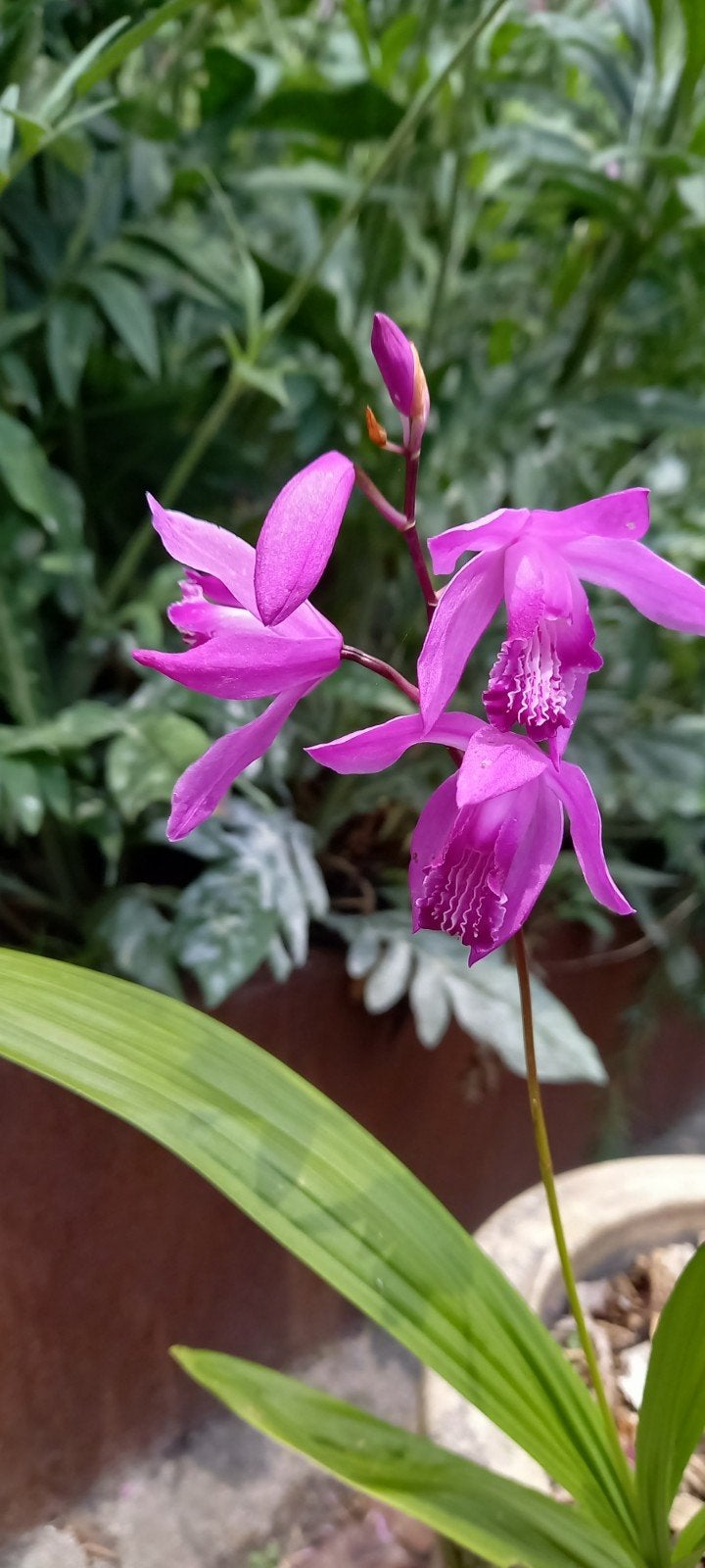 Blettilla Striata - Tuinorchidee met prachtige roze bloemen, Vaste plant, Halfschaduw, Lente, Ophalen