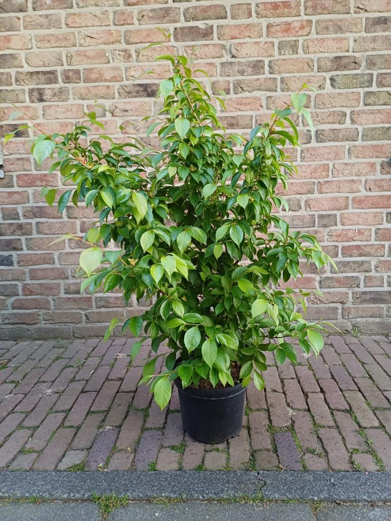 Gesnavelde schijn Camellia, Tuin en Terras, Planten | Tuinplanten, Ophalen, Vaste plant, Overige soorten, Volle zon